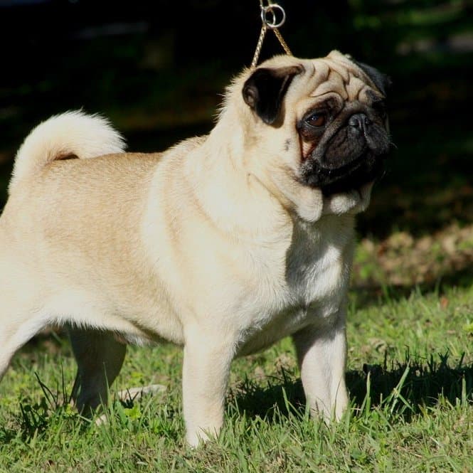 Pug